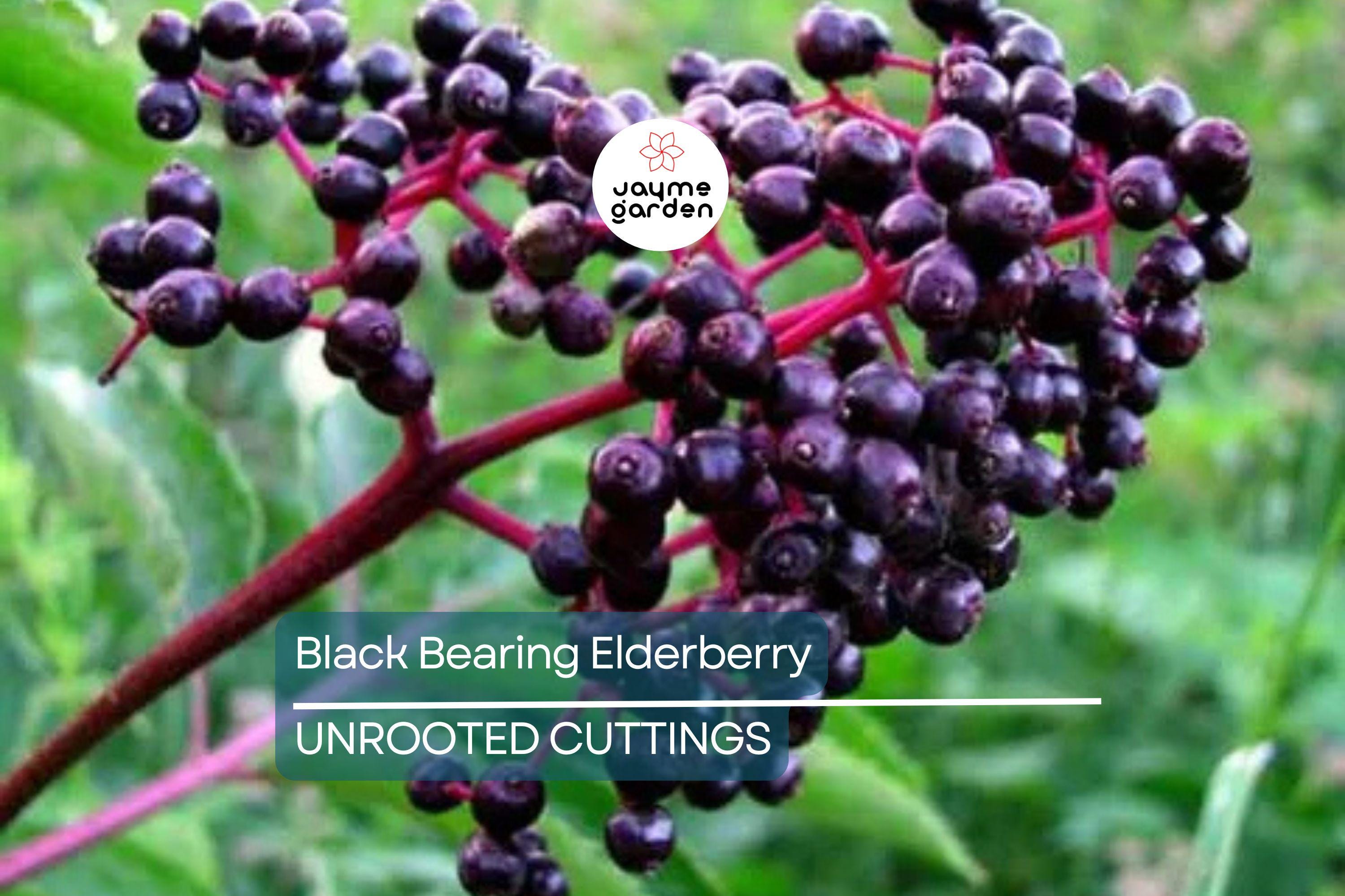 50 Black Elderberry Cuttings - Grow 50 Sambucus Nigra Plants - Fresh USA-Grown