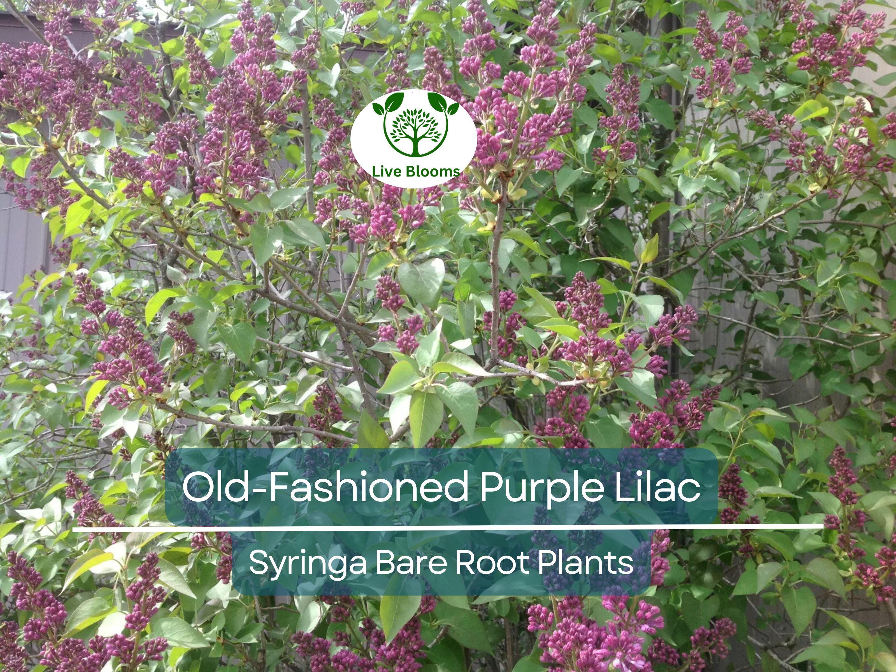 2 Old-Fashioned Purple Lilac Shrubs – Fragrant Bare Root Starter Plants – Heirloom Syringa for Spring Garden & Hedge