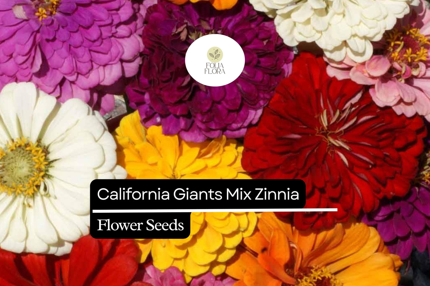100 California Giant Zinnia Seeds – Zinnia elegans – Huge Vibrant Blooms, Pollinator-Friendly, Easy to Grow
