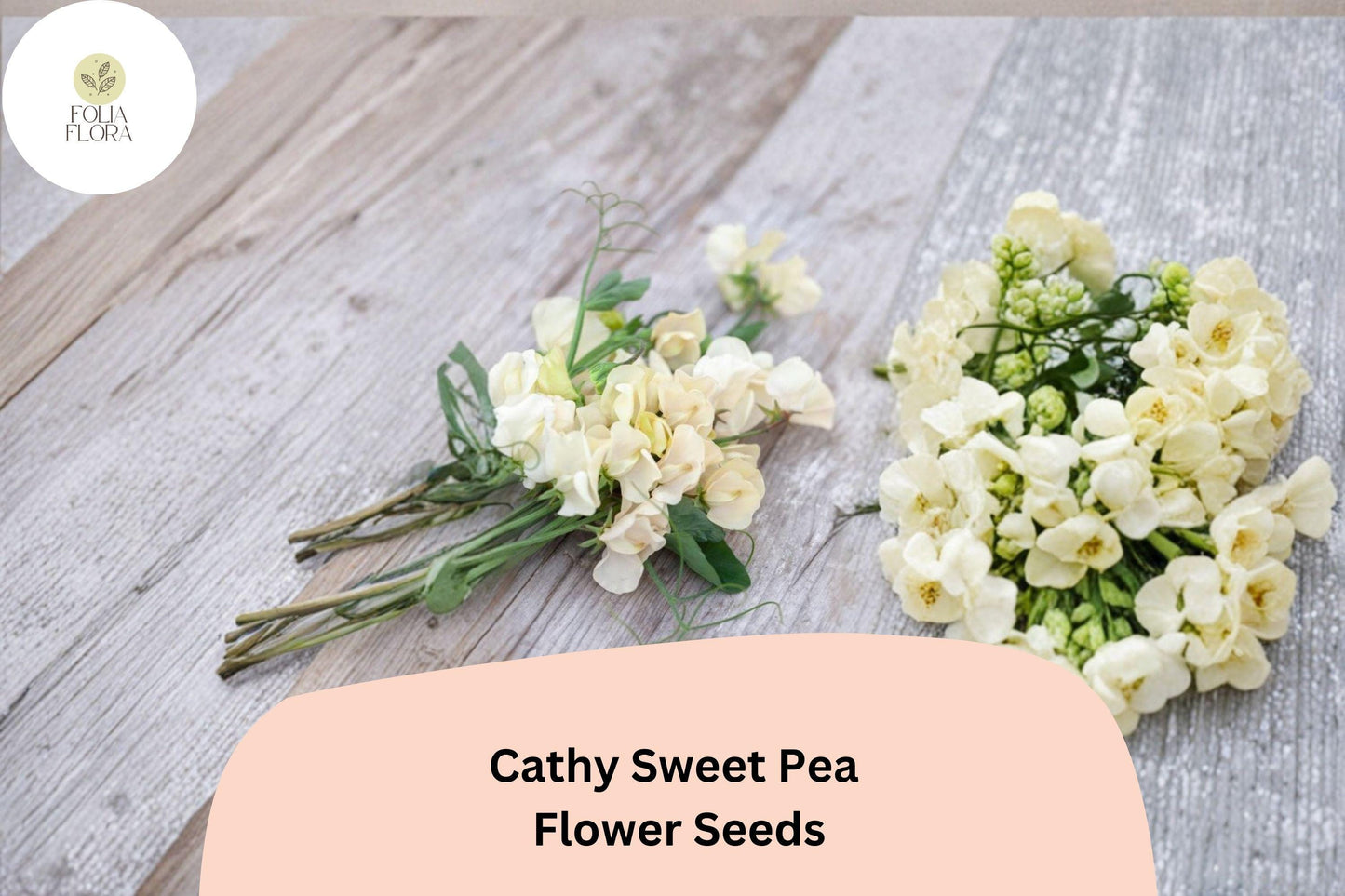 50+ Cathy Sweet Pea Seeds | Yellow Cream Climbing Flowers for Trellis & Garden