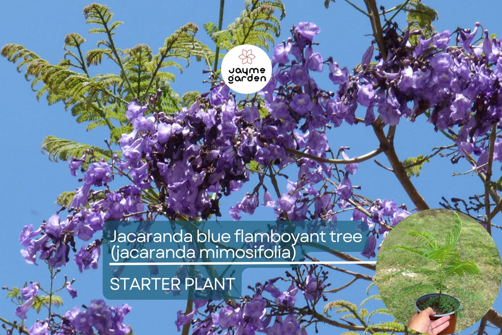 Jacaranda Blue Flamboyant Tree (Jacaranda Mimosifolia) 8”-18” – Exotic Purple Blooms for Your Tropical Garden!