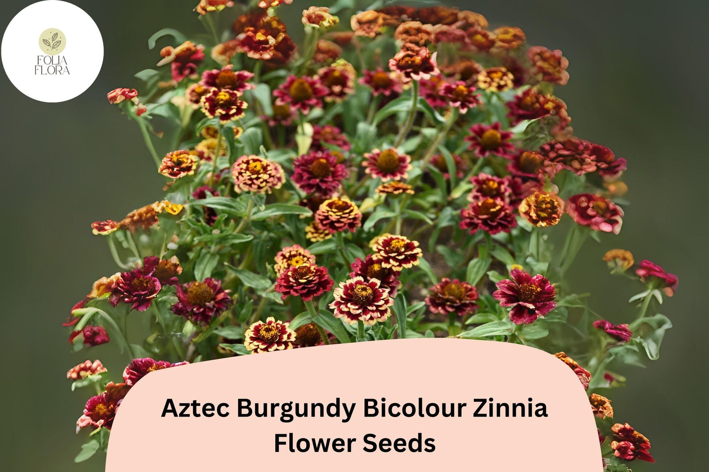 100+ Aztec Burgundy Bicolor Zinnia Seeds – Bold Red & Yellow Blooms for Garden Beds, Borders and Pots