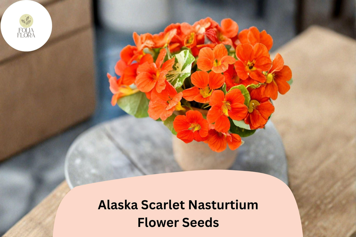 50+ Alaska Scarlet Nasturtium Seeds | Tropaeolum majus | Scarlet Red Flowers & Variegated Foliage
