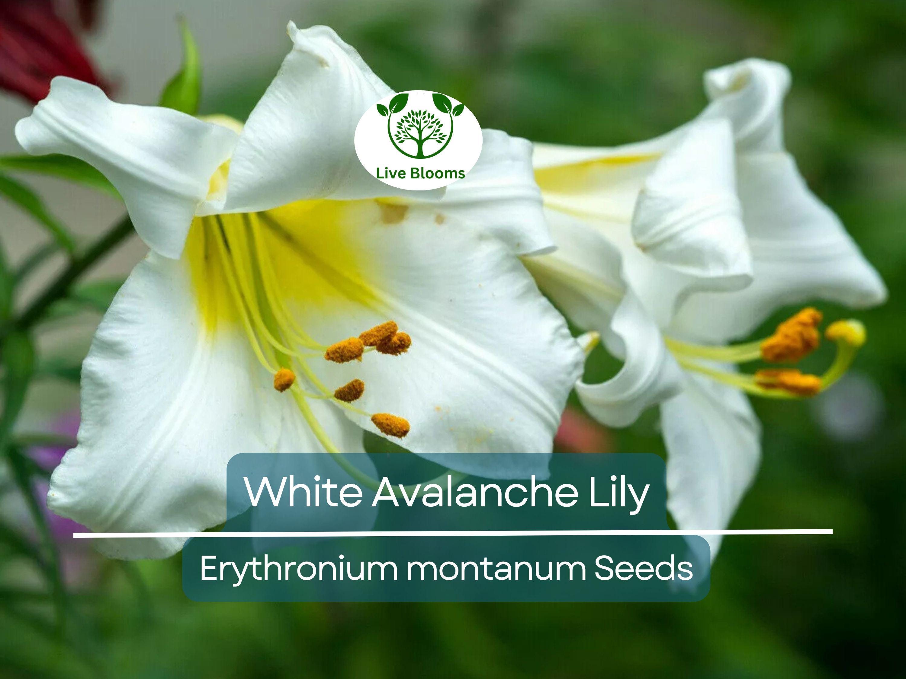 10 White Avalanche Lily Seeds (Erythronium Montanum) | Perennial Flower, Beautiful White Blooms, Easy to Grow, Shade Loving