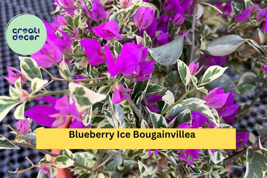 Blueberry Ice Bougainvillea – Live Well-Rooted Starter Plant – Variegated Purple-White Flowers, Hardy Tropical Vine for Garden or Patio