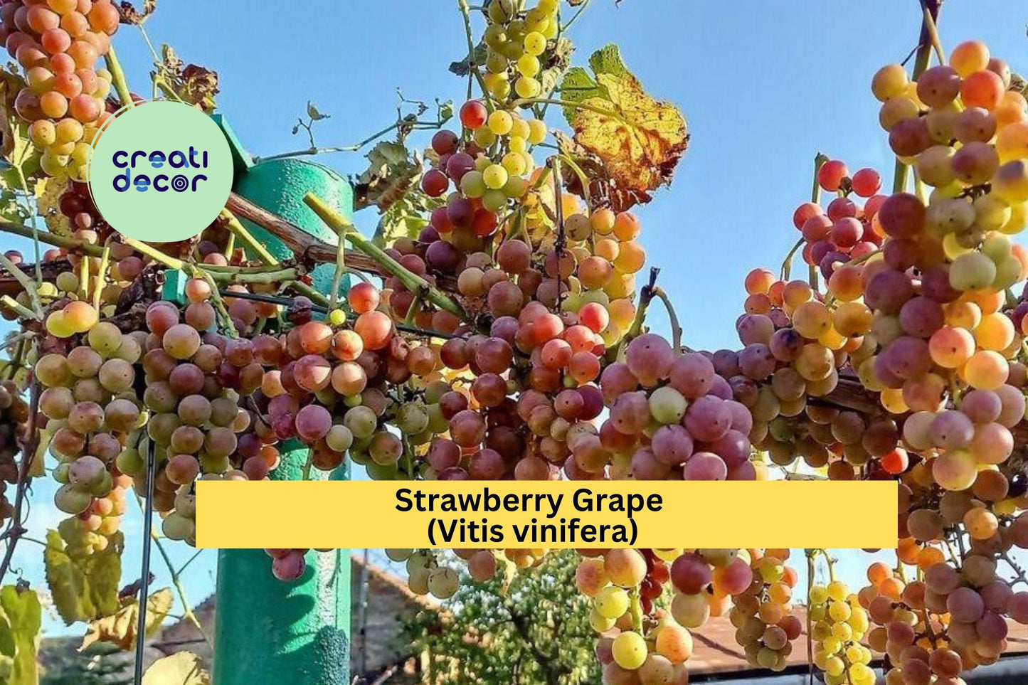 Strawberry Grape Vine Cuttings | 10 Fresh Hardwood Cuttings | Sweet Fruit Variety for Rooting and Home Vineyard Growing