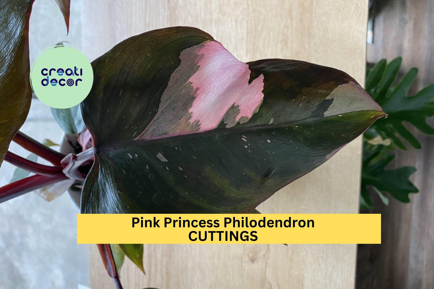 1 Pink Princess Philodendron Cutting – High Variegation PPP | Rare Unrooted Plant Cutting for Collectors, Houseplant Lovers, or Propagation