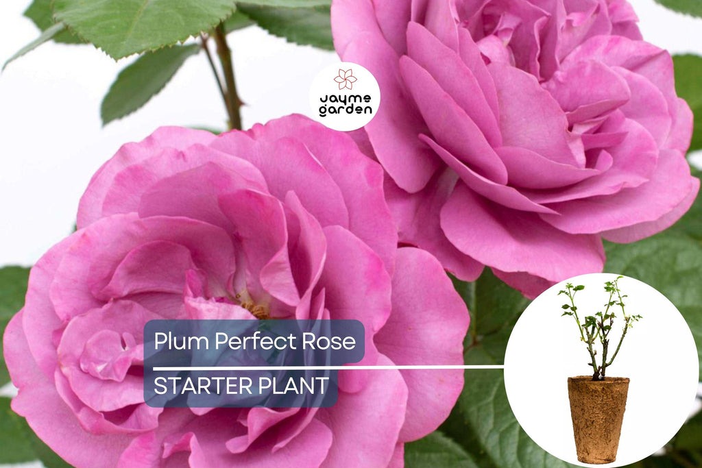 Plum Perfect™ Rose – 1.5 Gal Potted | Purple Double Blooms | Heat & Humidity Tolerant | Own-Root, Reblooming | Zones 5-10
