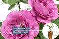 Plum Perfect™ Rose – 1.5 Gal Potted | Purple Double Blooms | Heat & Humidity Tolerant | Own-Root, Reblooming | Zones 5-10
