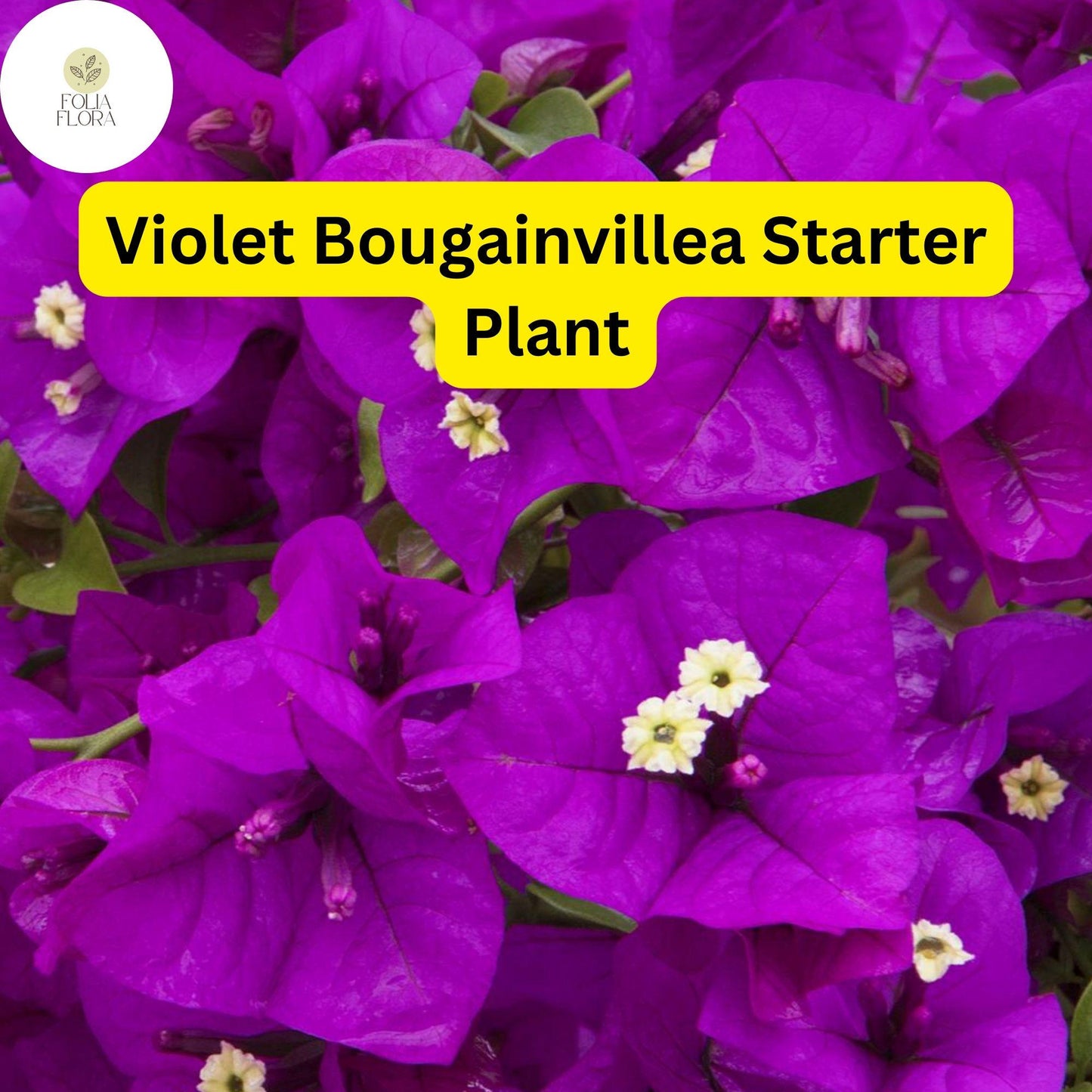 1 Well Rooted Violet Live Bougainvillea Starter/Plug Plant - Easy to Grow