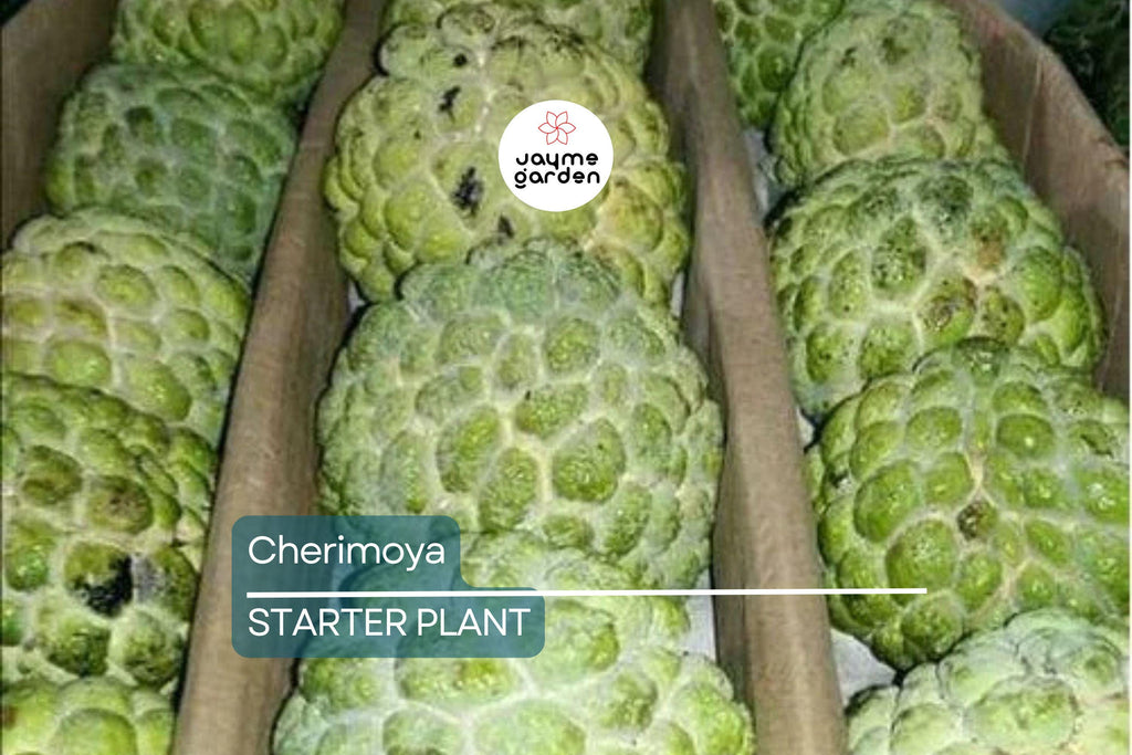 Cherimoya Plant with Pot | 8-Inch Live Seedling | Tropical Fruit Tree | Ready to Plant | Indoor & Outdoor Use | Spring Interest