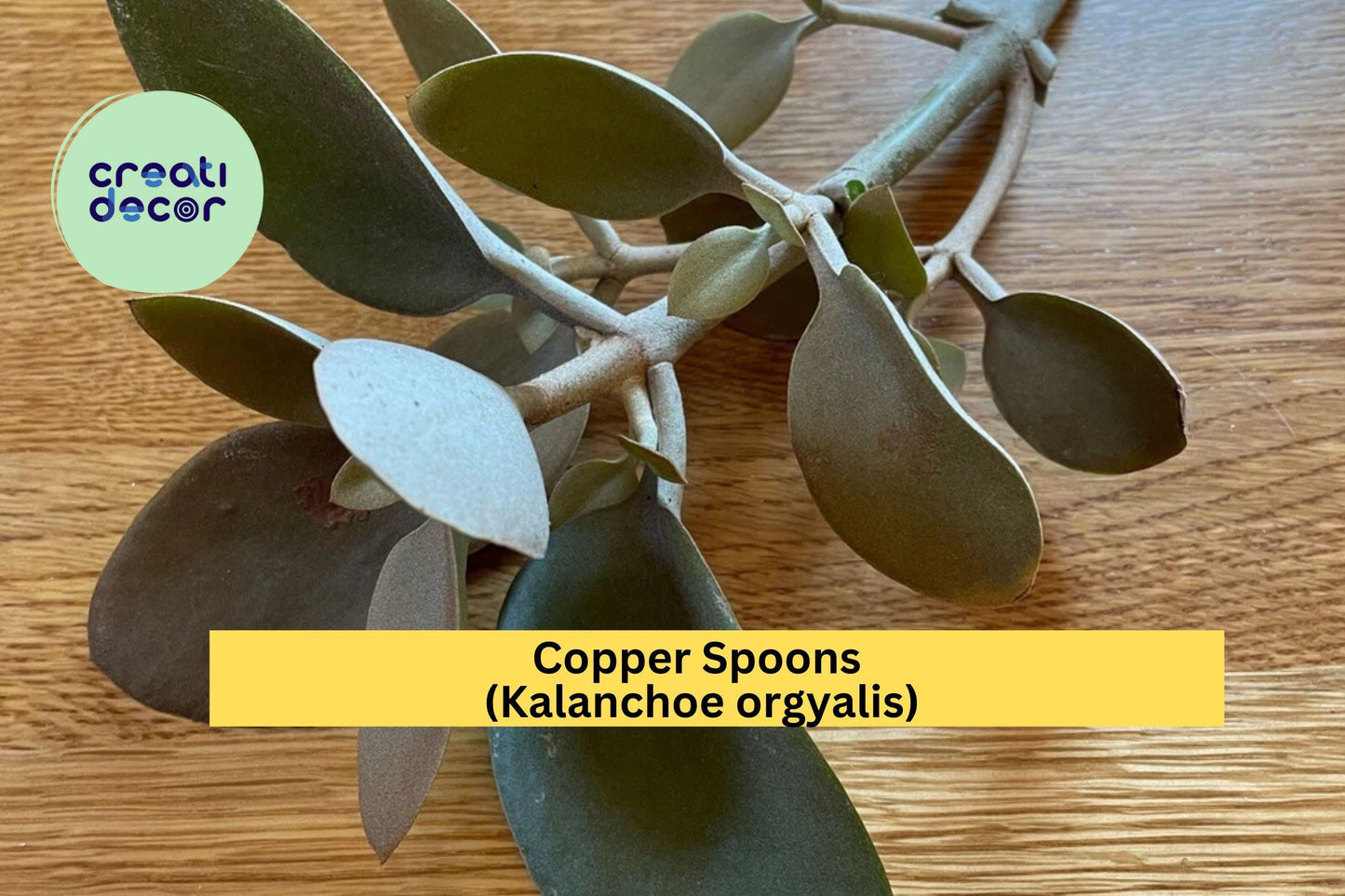 Copper Spoons (Kalanchoe orgyalis) – 7" Succulent Cutting – Easy Care Indoor Plant with Fuzzy Bronze Leaves, Live Cutting