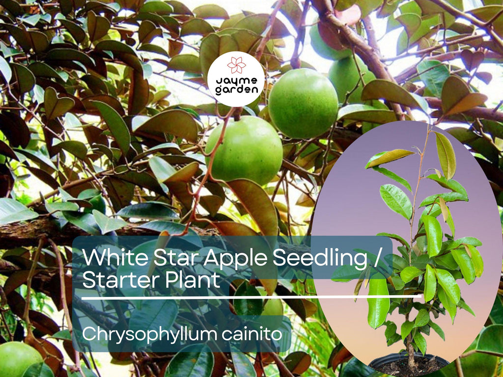 White Star Apple Starter Plant (Chrysophyllum cainito) - Live Caimito Fruit Tree 12″-24″ - Tropical, Sweet Fruit for Garden & Orchard
