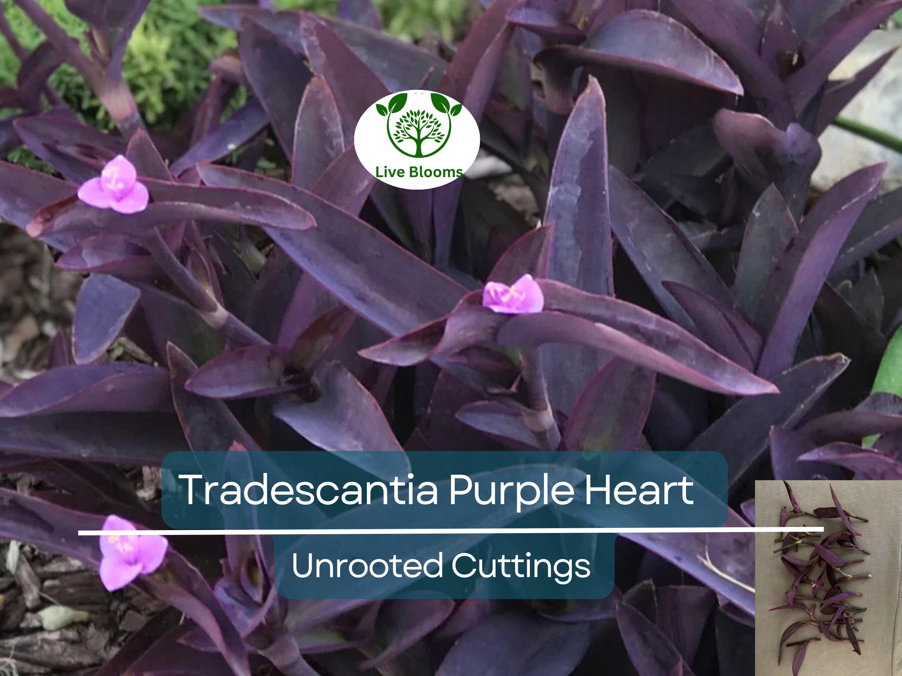 20 Unrooted Cuttings 3-5" Tradescantia Purple Heart (Tradescantia pallida) – Purple Plant for Propagation & Indoor Garden