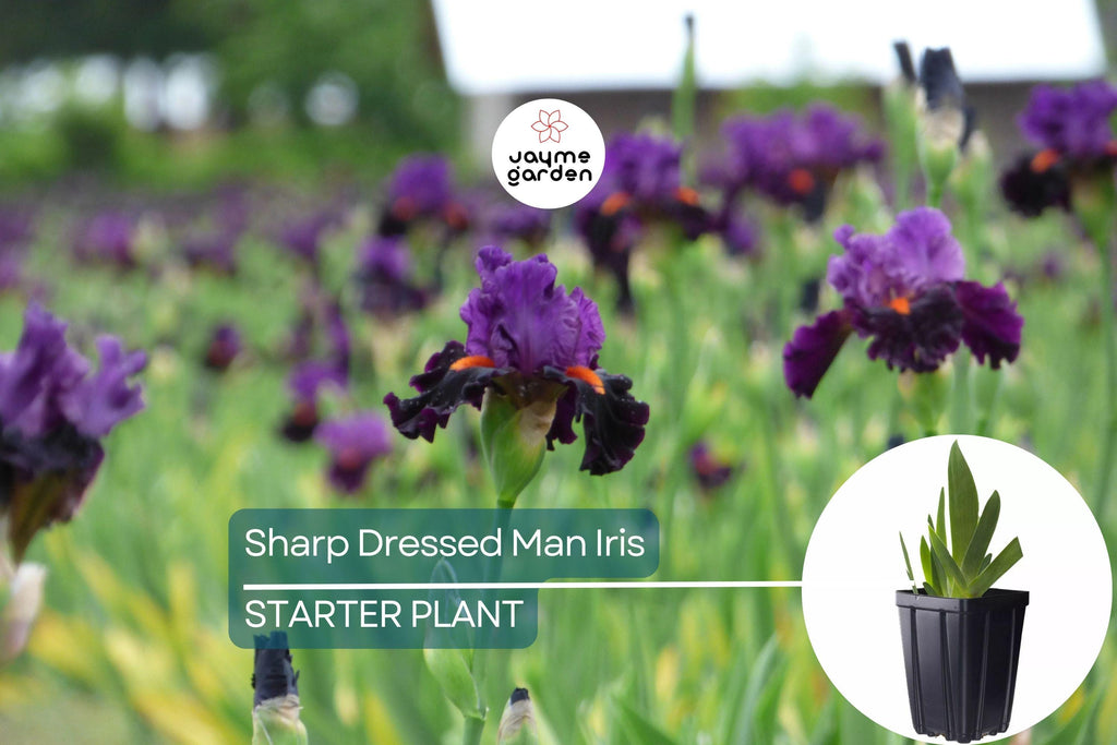 Sharp Dressed Man Iris – Quart Pot | Fragrant Black-Purple Perennial | Deer-Resistant | Drought-Tolerant | Zones 3-10