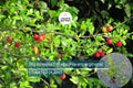 Big Acerola Tree 12″-24″ Live Tropical Fruit Tree | Vitamin C-Rich Barbados Cherry Plant | Compact & Elegant for Gardens or Pots