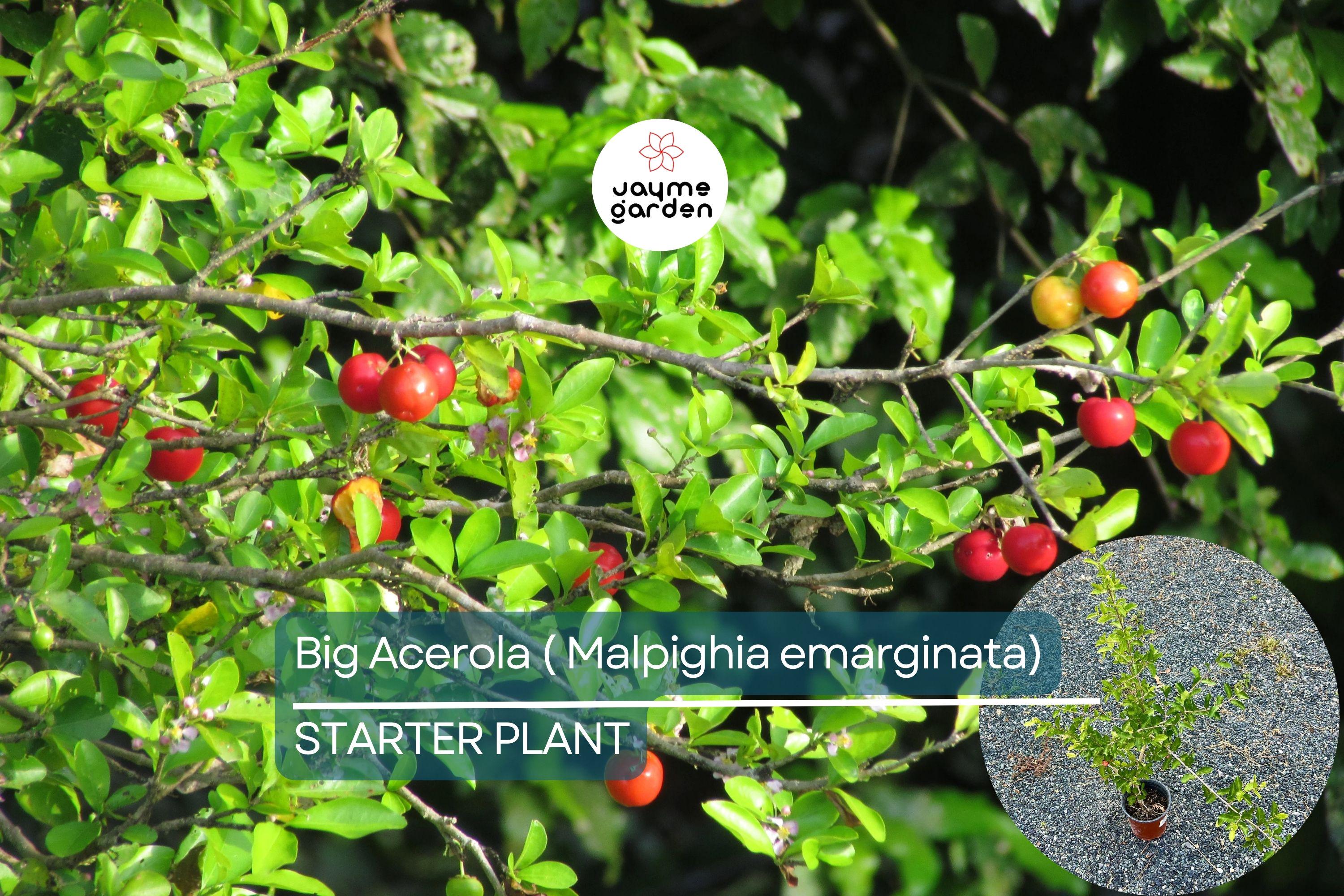 Big Acerola Tree 12″-24″ Live Tropical Fruit Tree | Vitamin C-Rich Barbados Cherry Plant | Compact & Elegant for Gardens or Pots