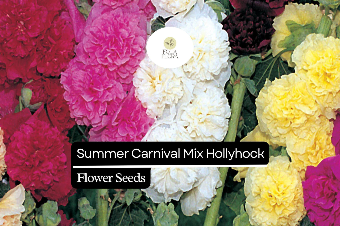 125 Seeds Summer Carnival Mix Hollyhock (Alcea rosea) – Vibrant Biennial Blooms, Pollinator-Friendly, Cottage Garden Favorite