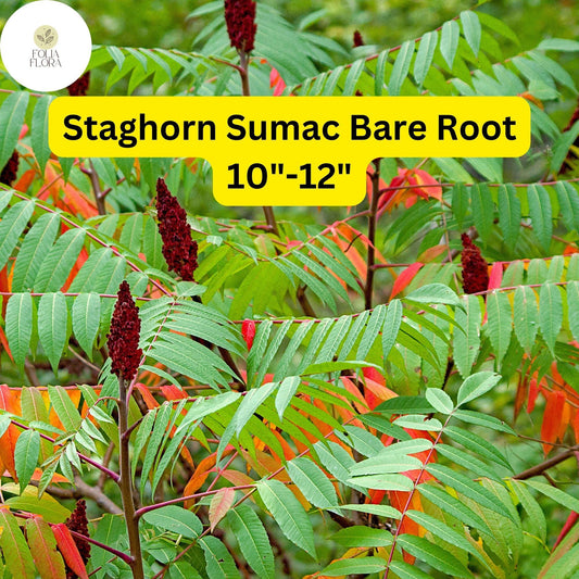 1 Staghorn Sumac Tree (Rhus typhina) – Live Bare Root Plant 10"-12"