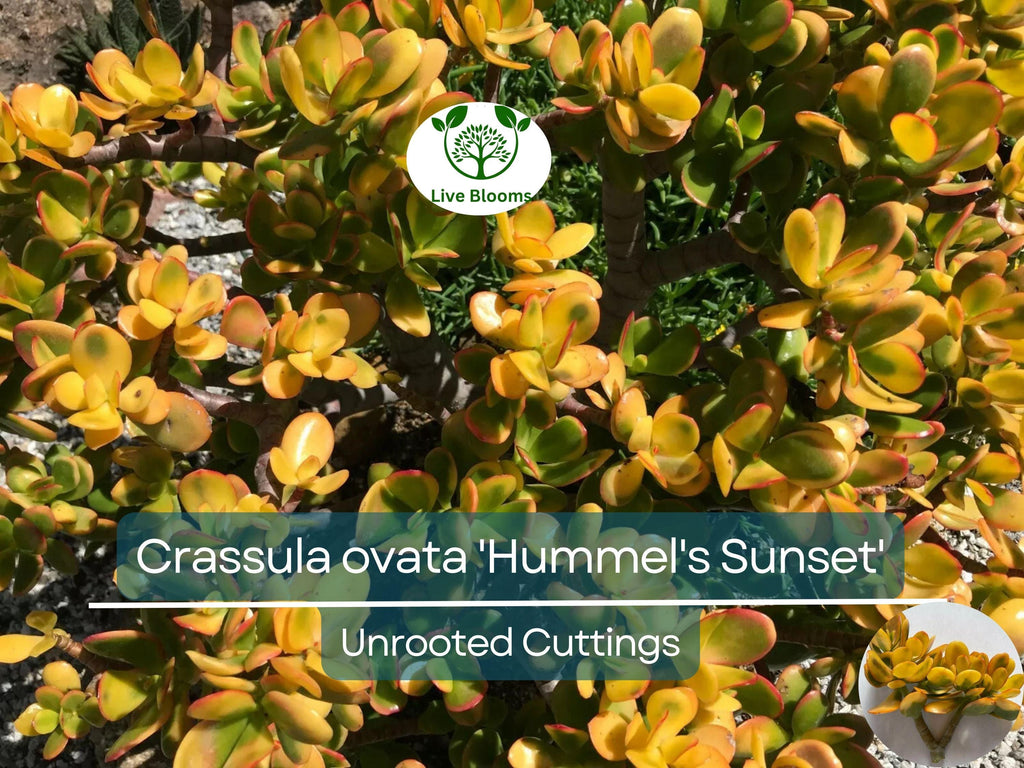 1 Golden Jade Hummels Sunset Crassula Ovata Argentea Huge Branched Cutting Unrooted 5" - Succulent, Jade Plant, Rare Plant Propagation