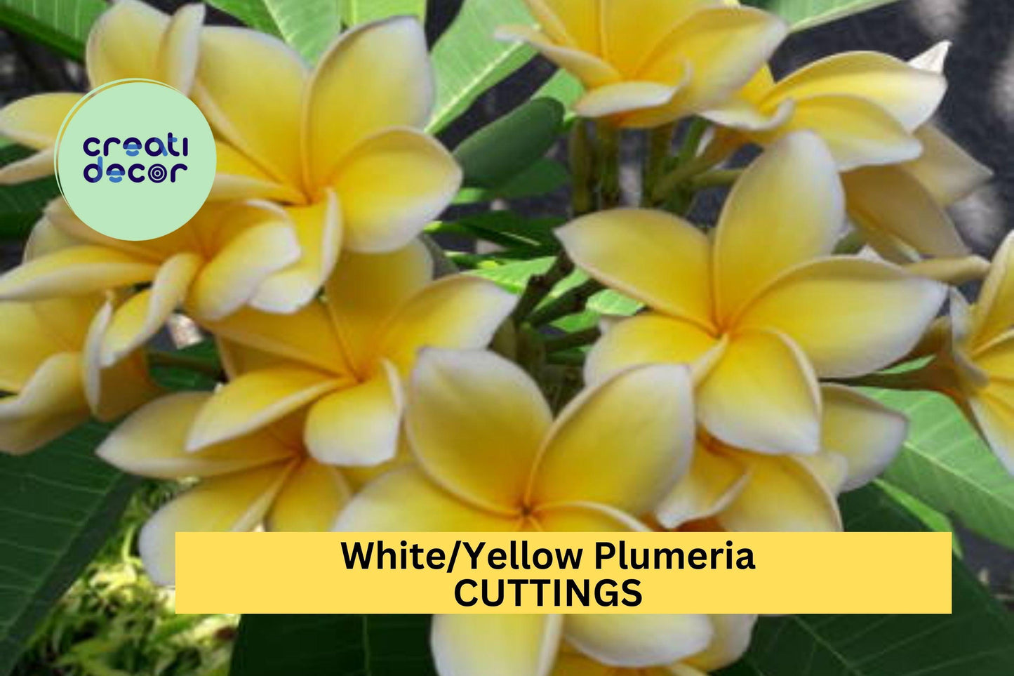 White Yellow Plumeria Cutting | Single Head 10-12" Unrooted Starter | Tropical Frangipani Flower Tree for Garden or Patio Pot