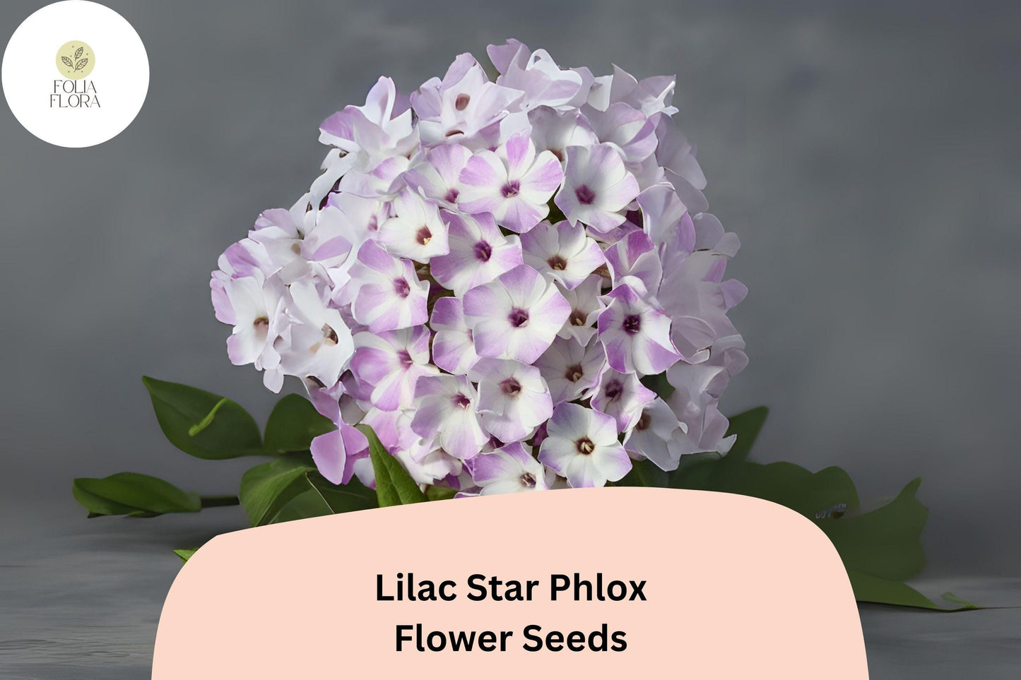 100+ Lilac Star Phlox Seeds – Fragrant Lilac Garden Flowers, Perennial Phlox paniculata