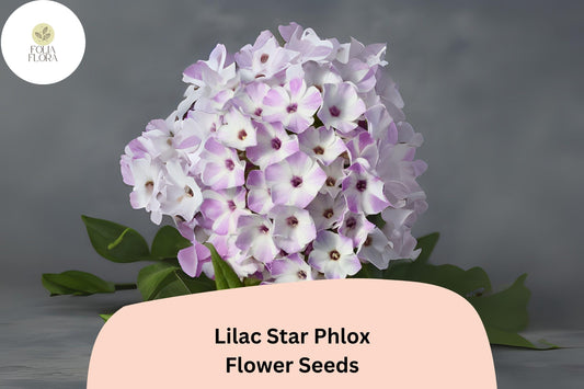 100+ Lilac Star Phlox Seeds – Fragrant Lilac Garden Flowers, Perennial Phlox paniculata