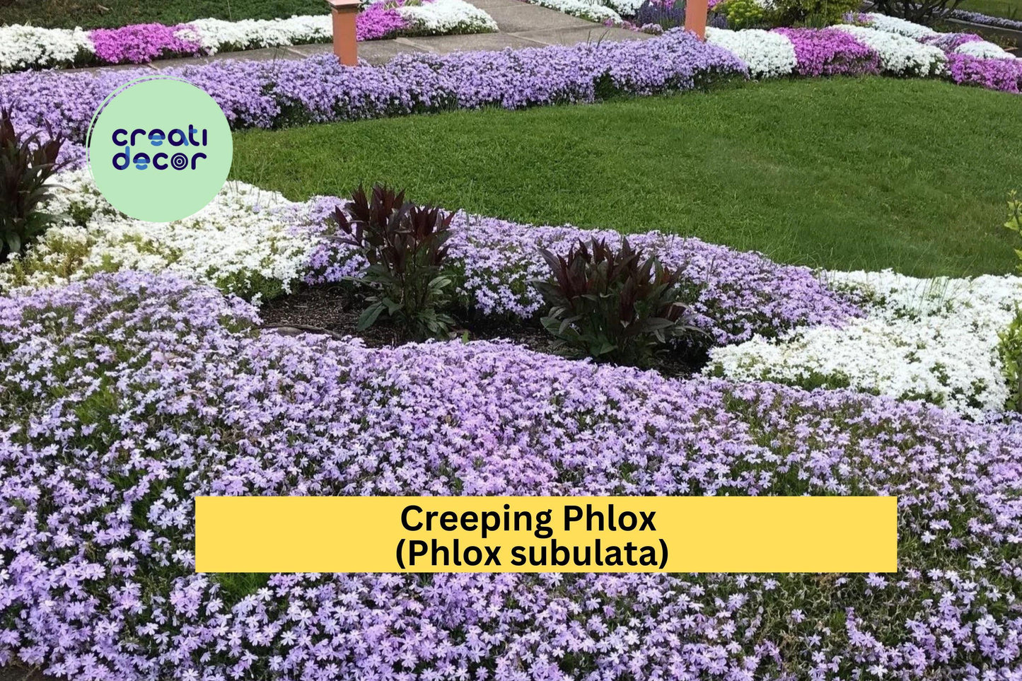 8 Creeping Phlox Live Plants | Lavender Perennial Groundcover | Hardy Flowering Bare Root Starter Plants for Outdoor Landscaping
