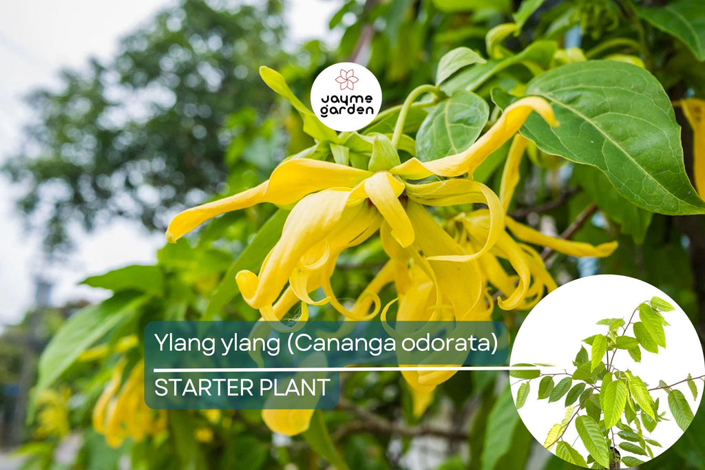 Ylang Ylang Live Tree (Cananga odorata) 1’-2’ Tall | Fragrant Tropical Beauty for Gardens | Aromatic Star-Shaped Flowers