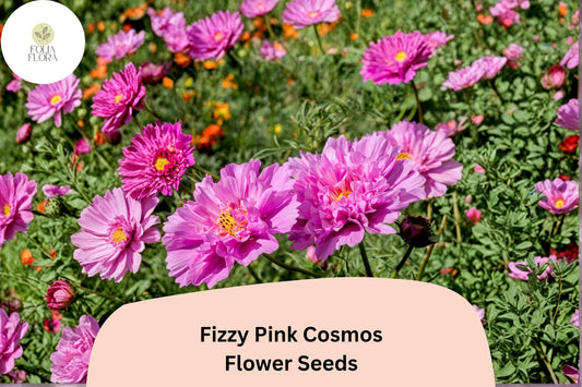 200+ Fizzy Pink Cosmos Seeds | Cosmos Bipinnatus Double Blooms | Pink Ruffled Garden Flower Seeds