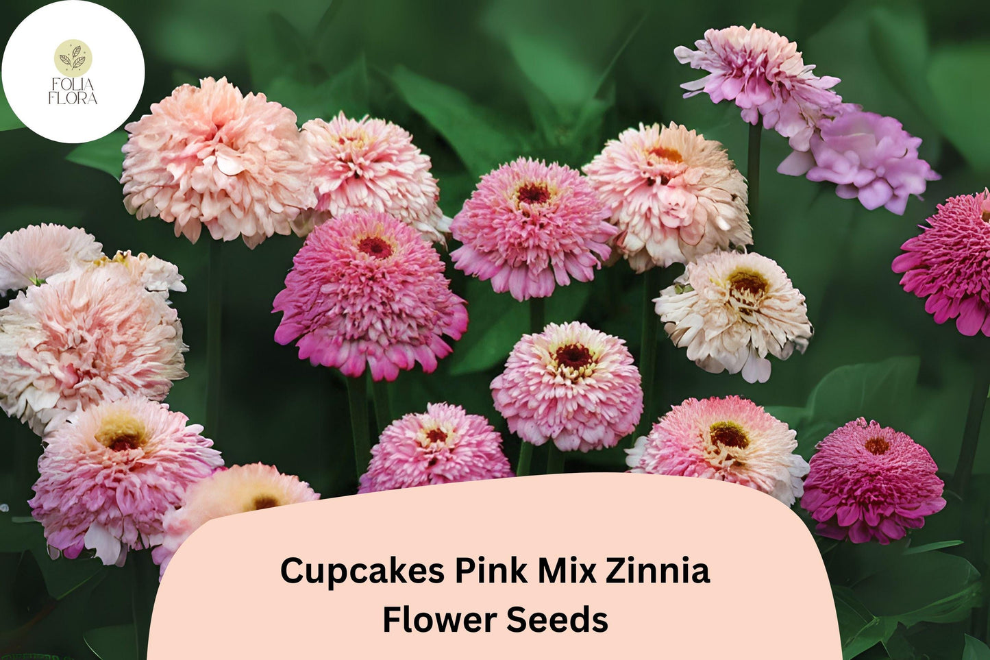 100+ Cupcakes Pink Mix Zinnia Seeds – Unique Ruffled Blooms in Shades of Pink for Summer Gardens