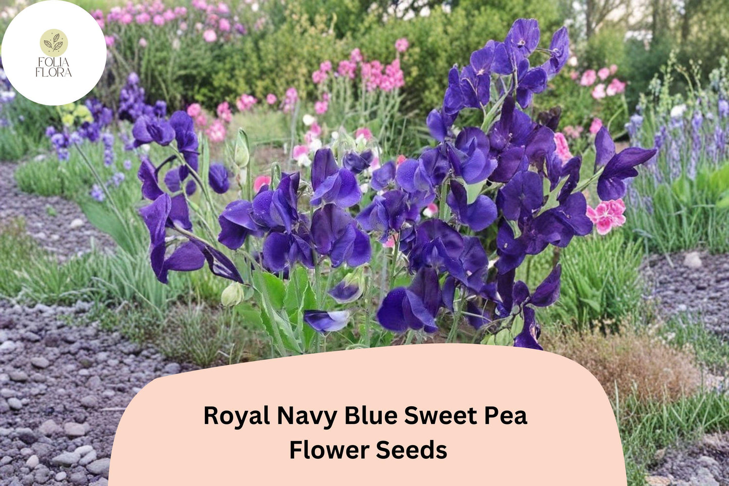 50+ Royal Navy Blue Sweet Pea Seeds | Deep Blue Climbing Flowers for Trellis & Garden
