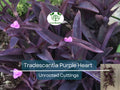 5 Unrooted Cuttings Tradescantia Pallida Purple Heart - Purple Heart Plant, Easy Care, Vibrant Foliage, Indoor Plant, Ideal for Propagation