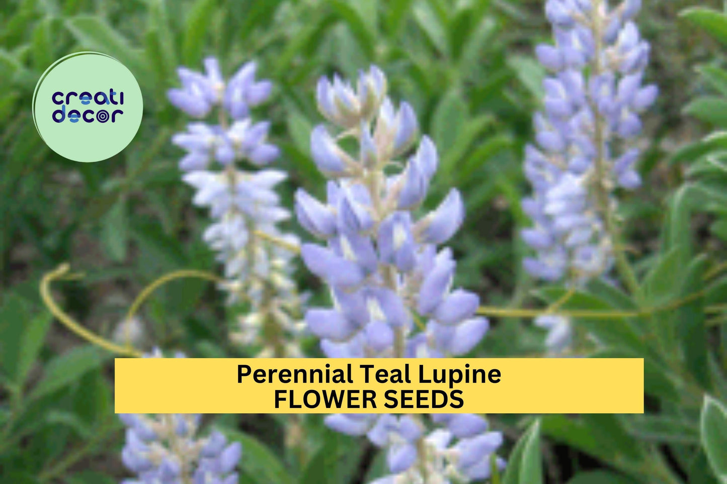 25+ Perennial Teal Lupine Seeds – Unique Blue-Green Flower Spikes for Garden Planting, Hardy Pollinator-Friendly Blooms – USA