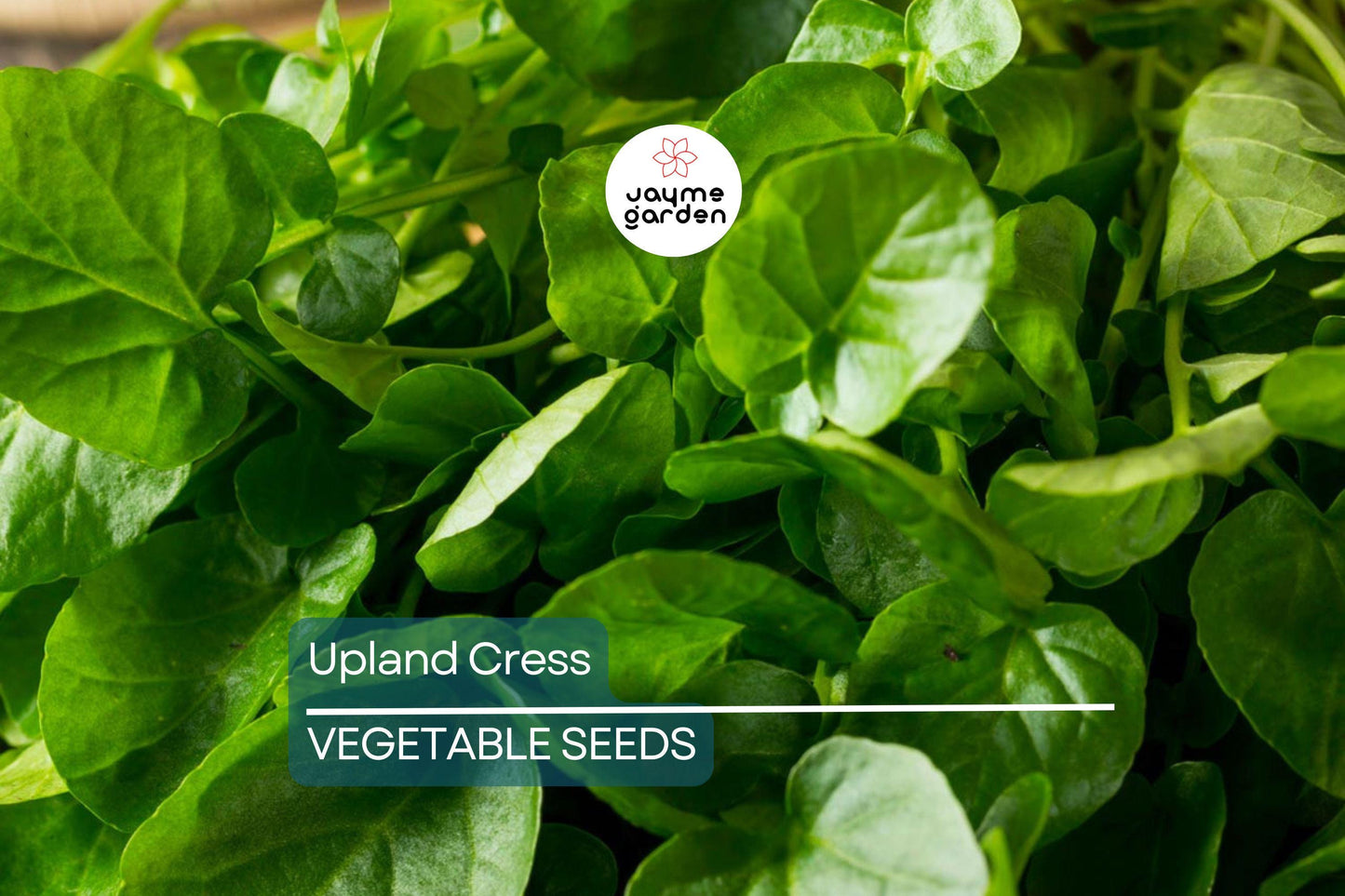 4000 Upland Cress Seeds – Early Cress, Creasy Greens, Heirloom, Non-GMO | USA Seller, Fast-Growing Leafy Green