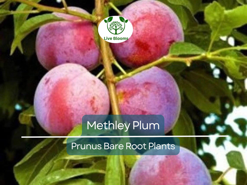 1 Methley Plum Tree – Live Bare Root Fruit Tree (2ft) – Juicy, Sweet Red Plums – Self-Fertile & Cold Hardy – Zone 5–9
