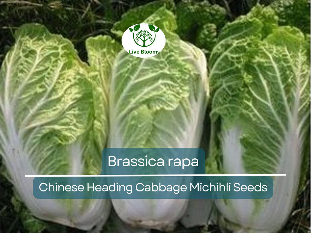 150 Seeds Chinese Heading Cabbage Michihli - Brassica rapa | Heirloom Seeds for Planting, Gardening & Crisp Harvests