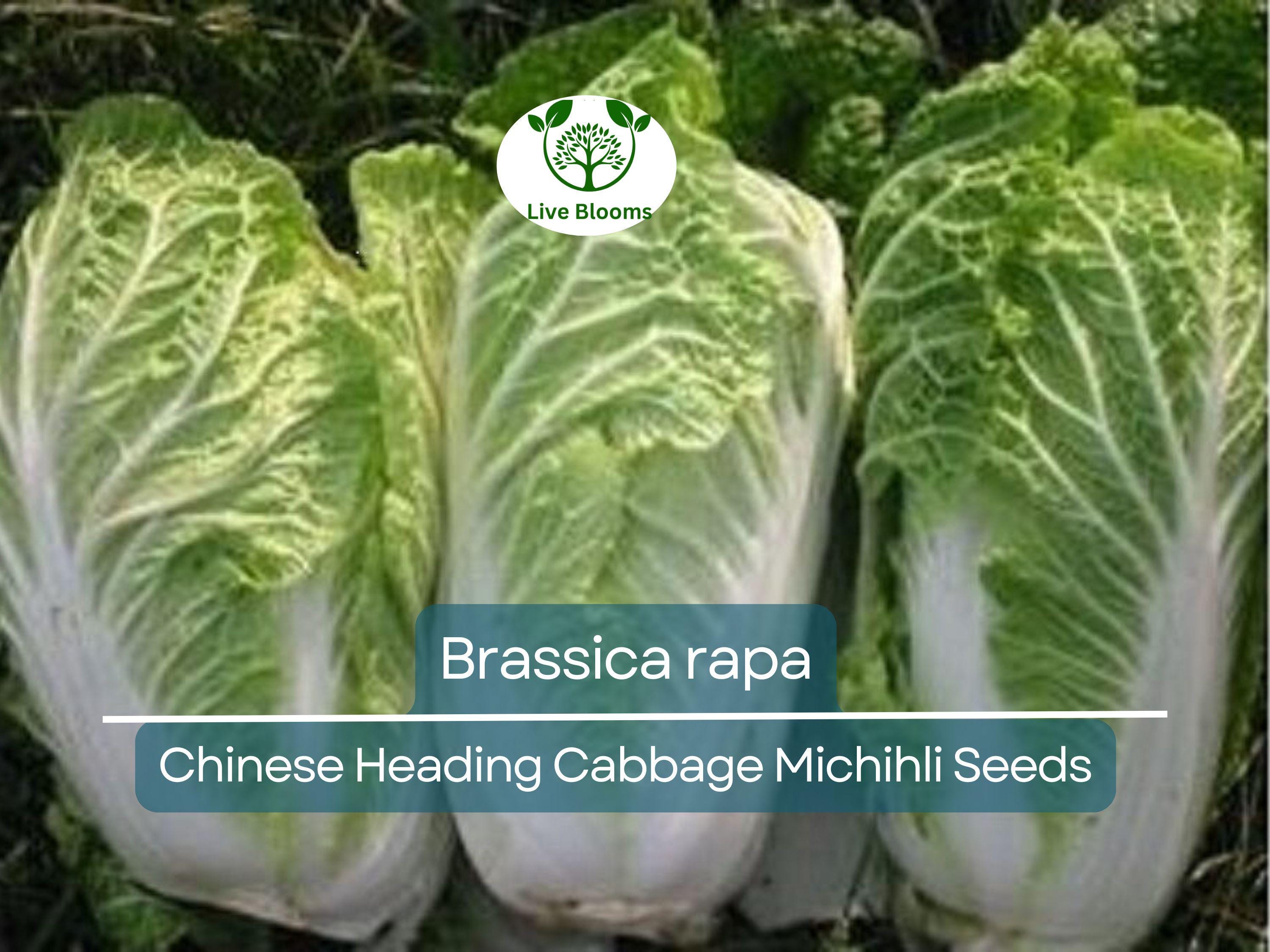 150 Seeds Chinese Heading Cabbage Michihli - Brassica rapa | Heirloom Seeds for Planting, Gardening & Crisp Harvests