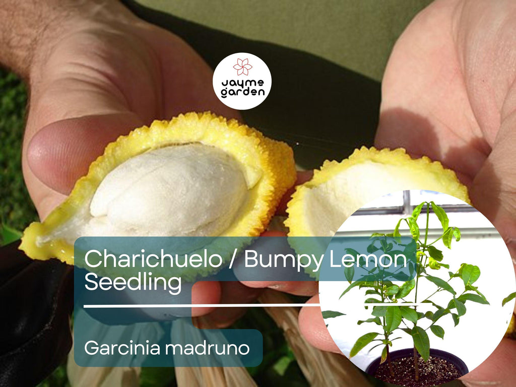Bumpy Lemon Starter Plant Seedling - Charichuelo (Garcinia madruno) Live Tropical Fruit Tree 12″-24″ - Tangy Citrus-Like Fruit for Garden