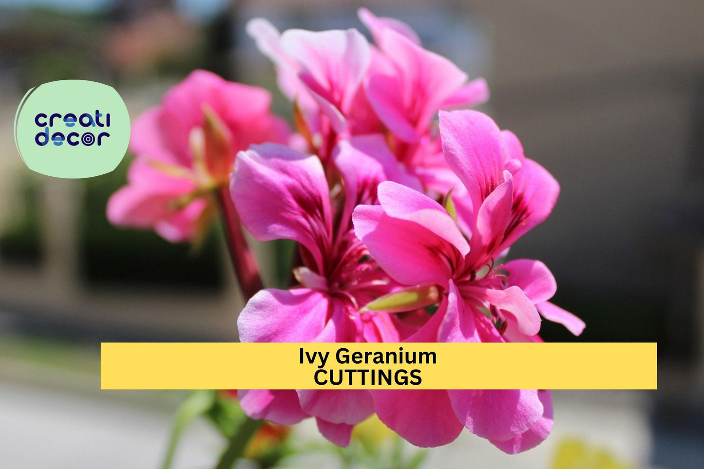 Ivy Geranium Cuttings | 9 Unrooted Stems | 4 Color Mix | Trailing Flowering Plant | Easy to Root | Hanging Basket Favorite