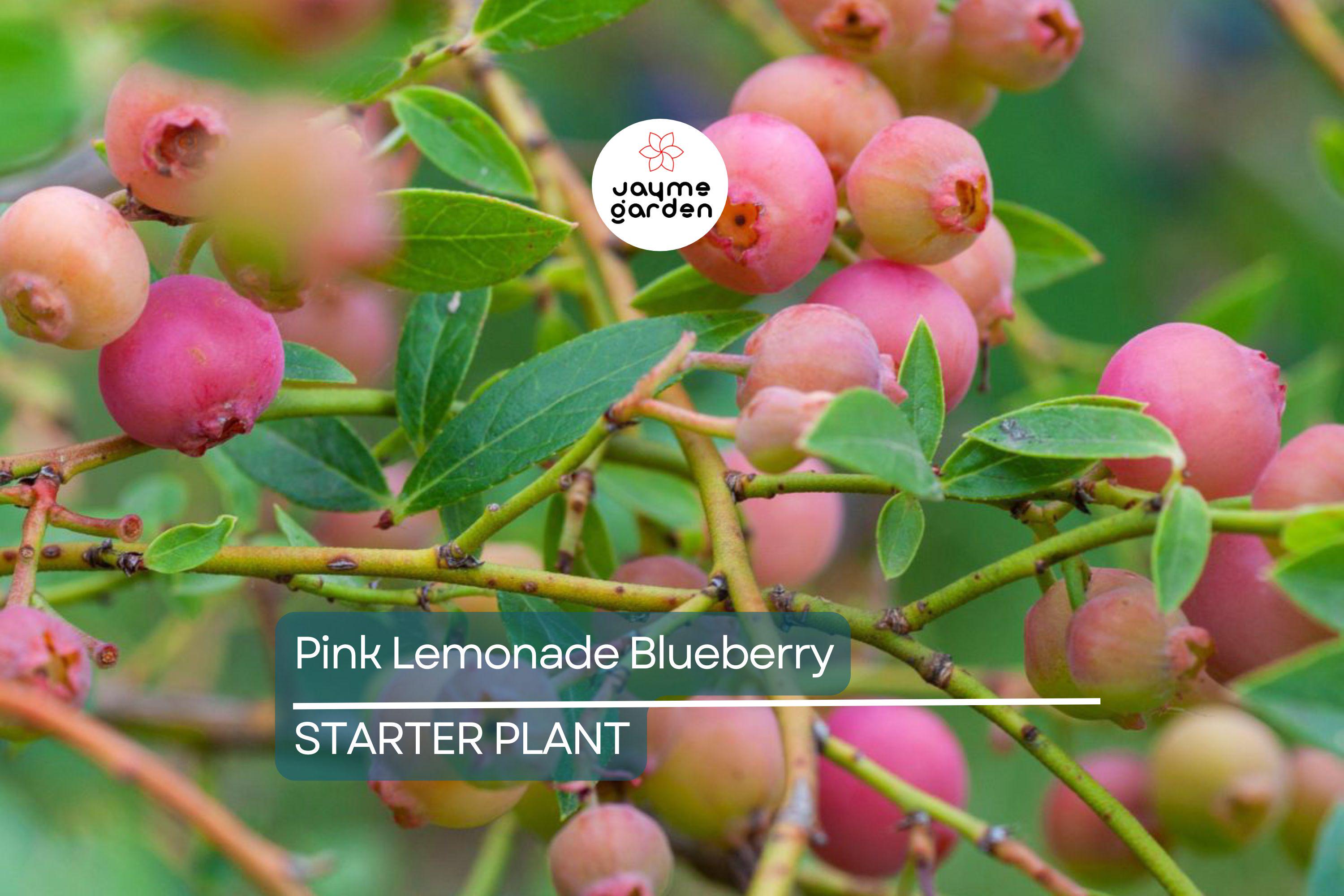Pink Lemonade Blueberry Bush Seedling | Vibrant Pink Fruit | Easy to Grow | Fruit-Bearing Starter Plant for Gardens & Orchards