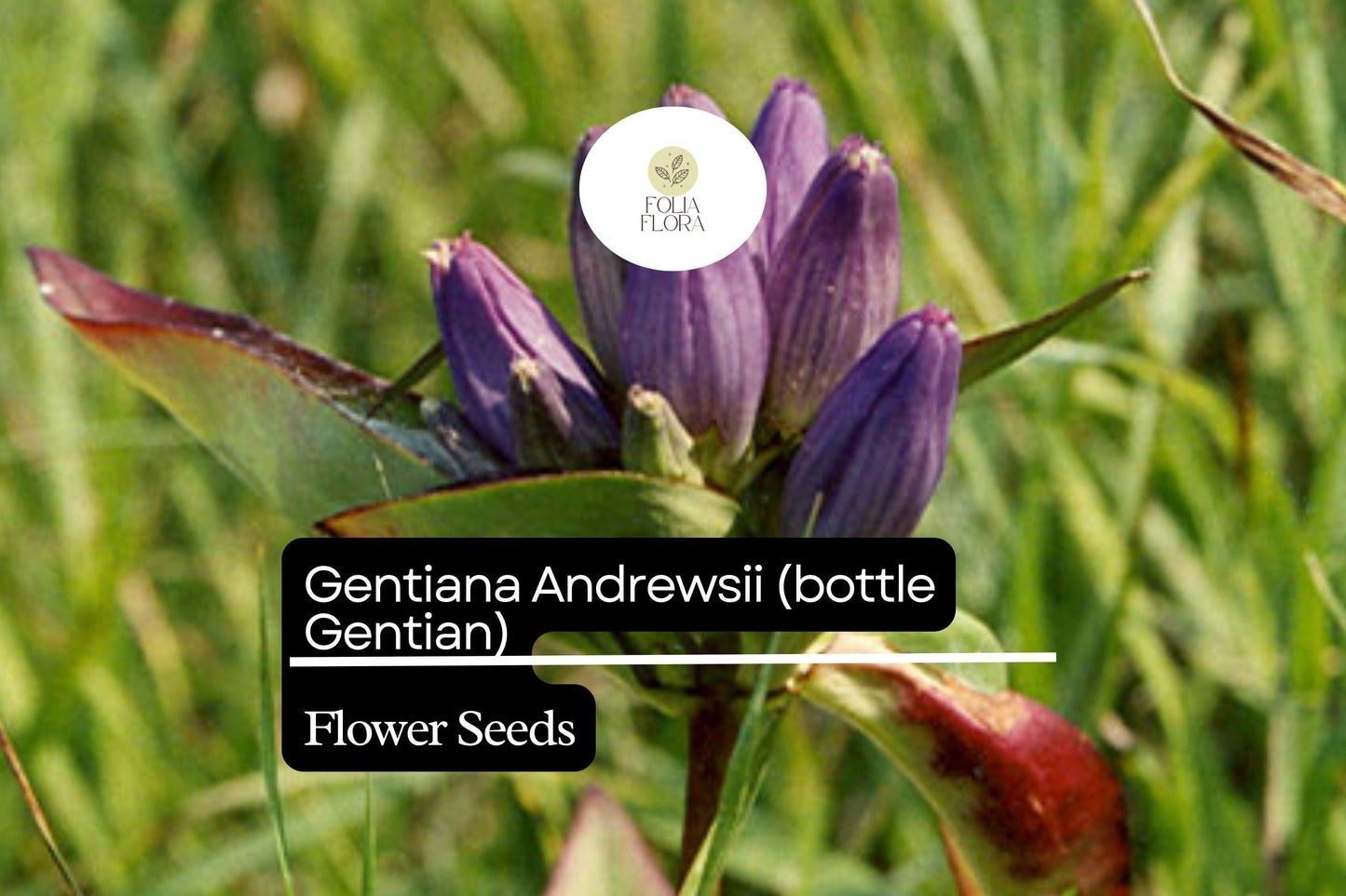 Bottle Gentian Seeds – 100 Gentiana andrewsii | Perennial Garden Plant for Pollinator & Woodland Gardens