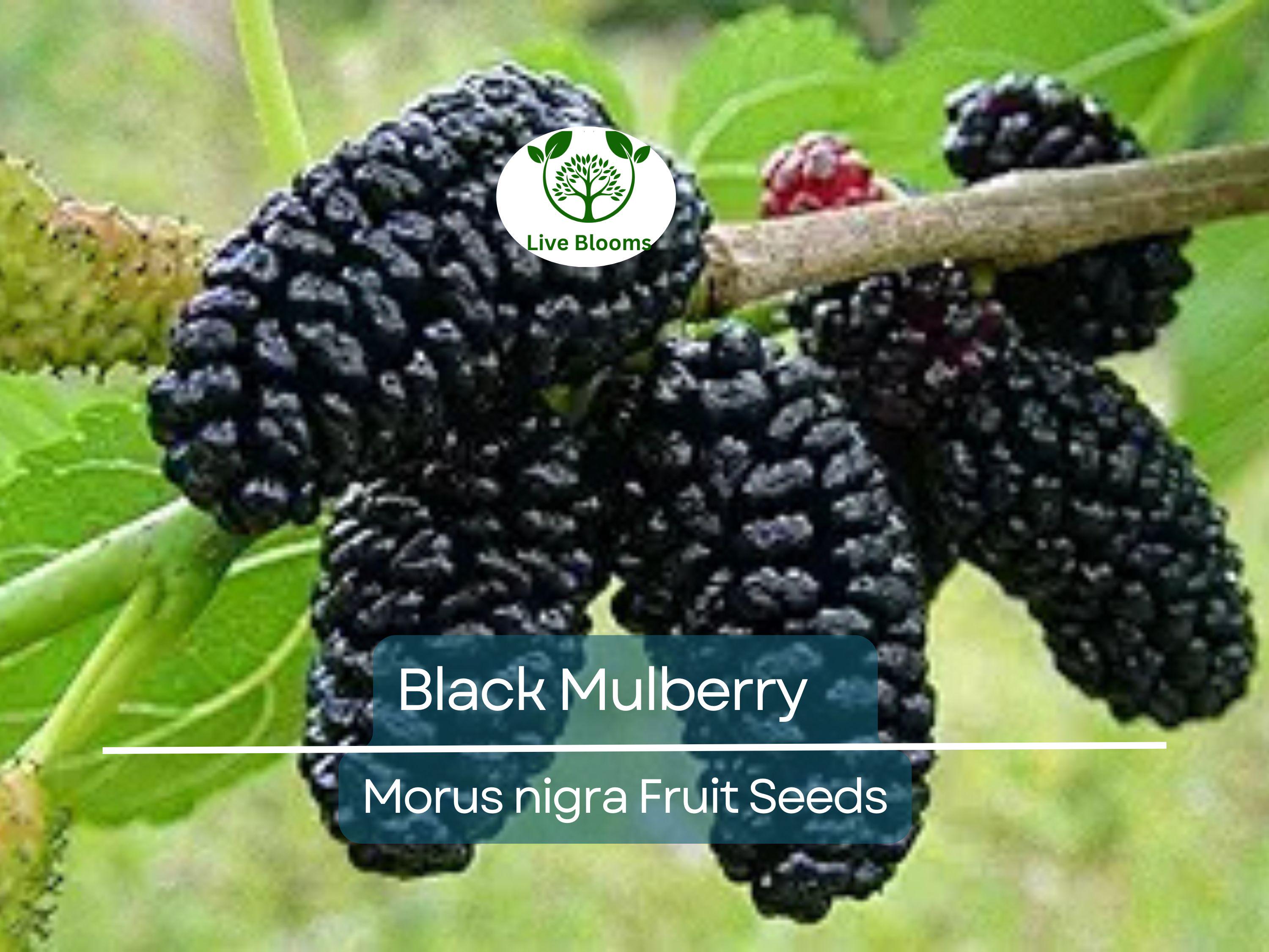 50 Black Mulberry Tree Seeds (Morus nigra), Sweet Edible Fruits, Hardy Tree, Fast Growing, Backyard Fruit, Garden Starter, Mulberry Bush