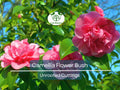 5 Fresh Unrooted Cuttings of Camellia Flowering Shrubs (Camellia japonica) 6-8 Inches – Hardy, Beautiful Blooms for Propagation