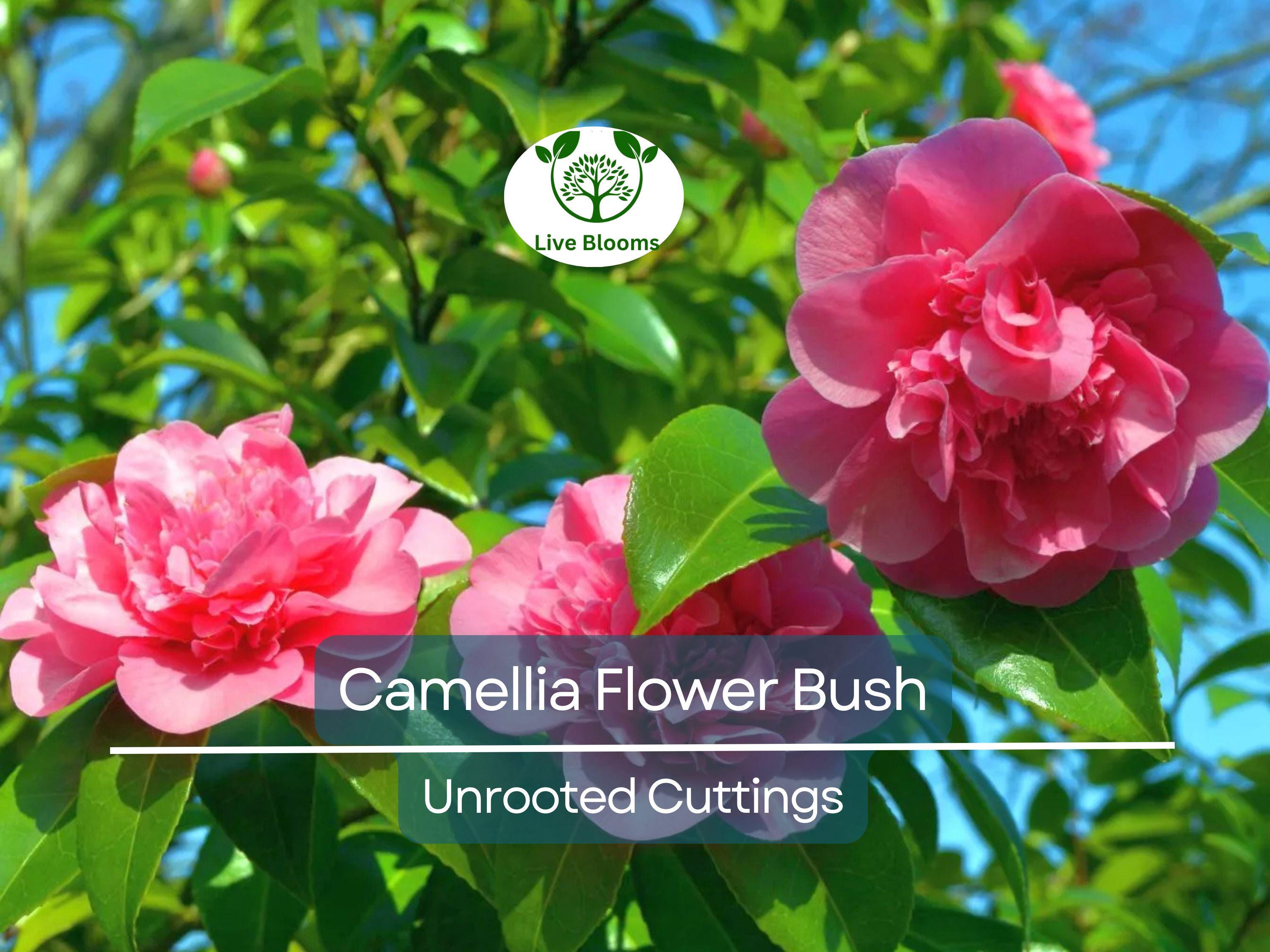 5 Fresh Unrooted Cuttings of Camellia Flowering Shrubs (Camellia japonica) 6-8 Inches – Hardy, Beautiful Blooms for Propagation