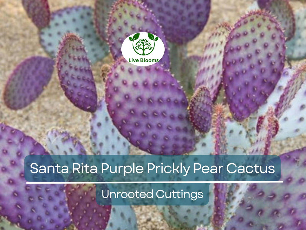3 Santa Rita Purple Prickly Pear Cactus Opuntia Violacea 5-6" Unrooted Cuttings, Purple Opuntia, Rare Cactus for Sale