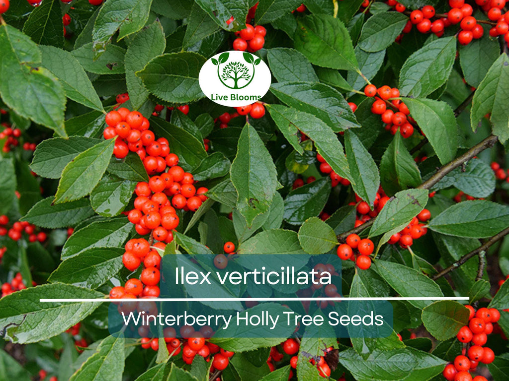 250 mg Seeds Ilex Verticillata - Winterberry Holly for Planting | Decorative Shrub for Wildlife & Landscaping