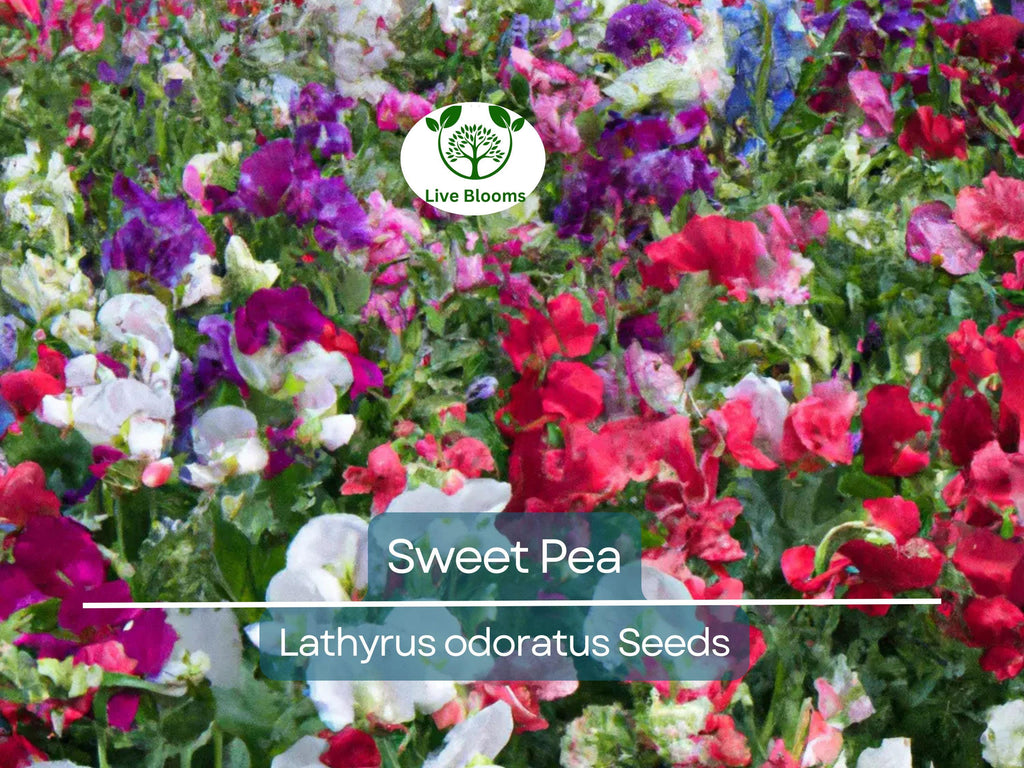 80 Sweet Pea Vine Seeds | Royal Family Flower Garden Mix, Fragrant Climbing Vines, Vibrant Colors, Perfect for Trellises & Fences