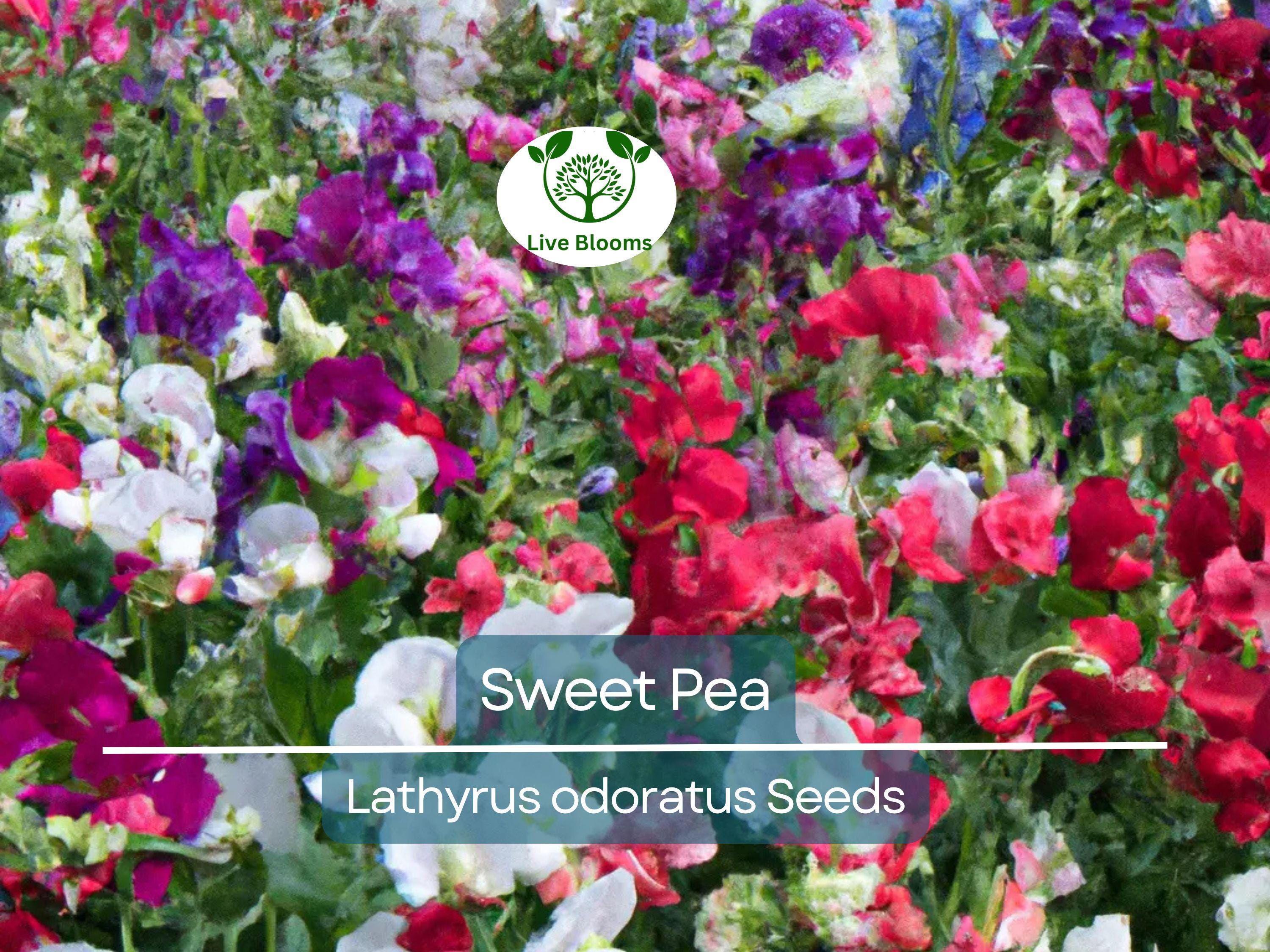 80 Sweet Pea Vine Seeds | Royal Family Flower Garden Mix, Fragrant Climbing Vines, Vibrant Colors, Perfect for Trellises & Fences