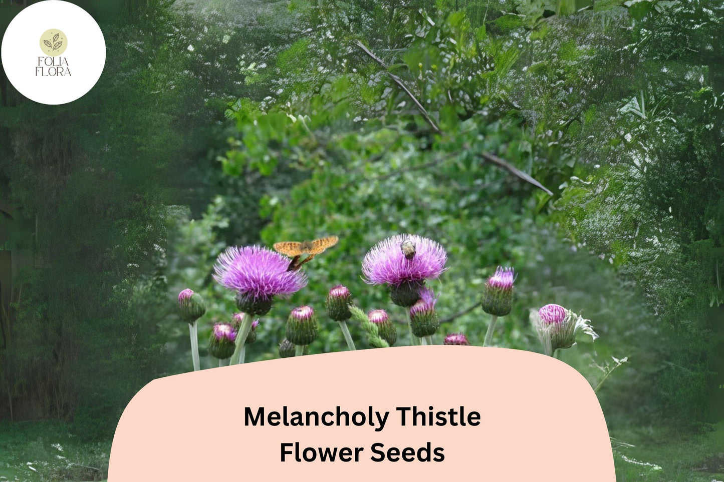 200+ Melancholy Thistle Seeds | Cirsium heterophyllum | Pollinator-Friendly Purple Flowers | Ornamental Garden Plant